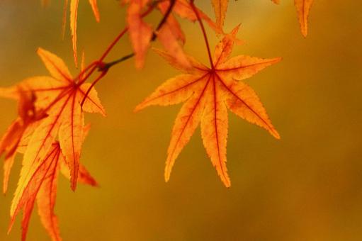 Burning autumn, JPG Burning autumn, autumn leaves, yellow leaves, red, JPG