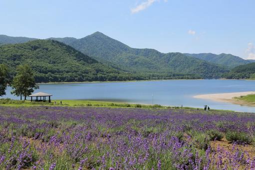 かなやま湖ラベンダー園 かなやま湖ラベンダー園の写真