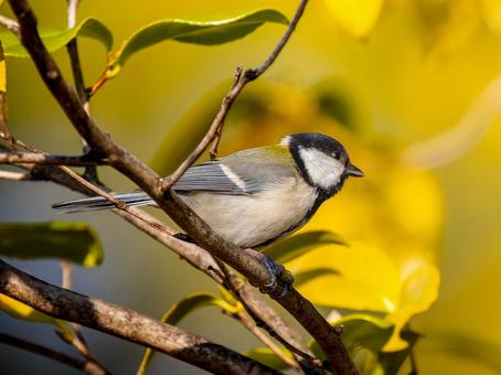 枝にとまるカワラヒワ 枝にとまるカワラヒワ シジュウカラ,野鳥,鳥の写真素材