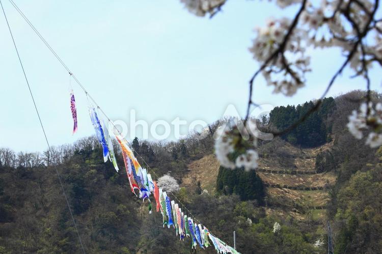 鯉のぼりと桜 弁天桜,ソメイヨシノ,サクラの写真素材