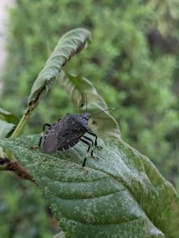 キマダラカメムシの成虫 キマダラカメムシの成虫の写真