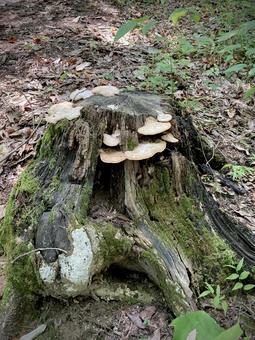 stump, JPG