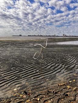 ふなばし三番瀬海浜公園14 海浜公園,干潟,秋空の写真素材