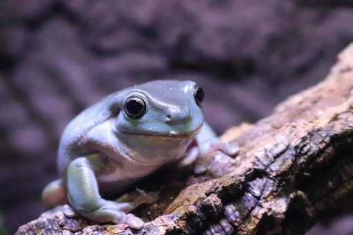 Photo, yea mega frog, a frog, frog, 