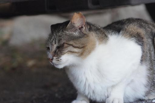 ねこ 箱座り,飼い猫,家猫の写真素材