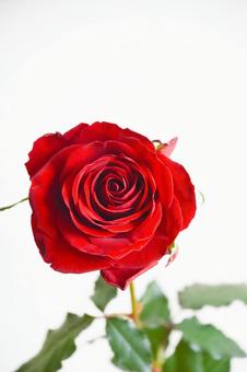 赤いばら 赤いばら 薔薇,バラ,赤の写真素材