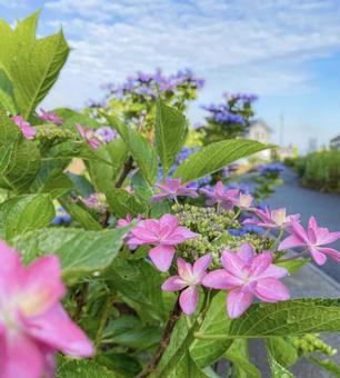 道端の紫陽花の写真