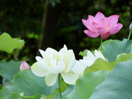 清らかな蓮の花 清らかな蓮の花の写真