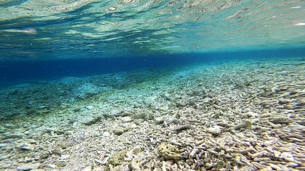 白化したサンゴ礁の海 白化したサンゴ礁の海の写真