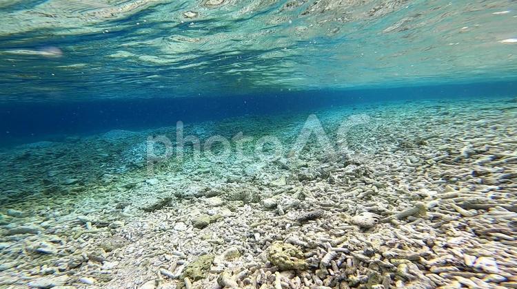 白化したサンゴ礁の海 白化,サンゴ礁,海の写真素材