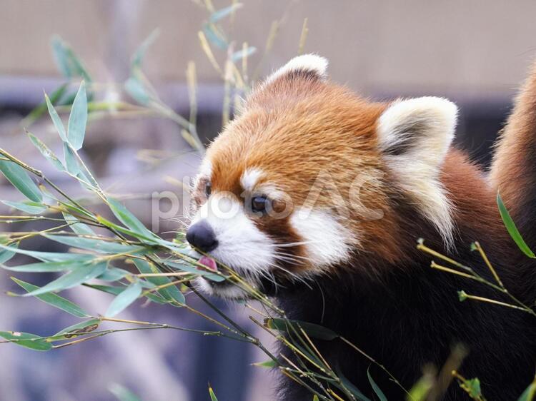 円山動物園の人気者 レッサーパンダ,動物,哺乳類の写真素材
