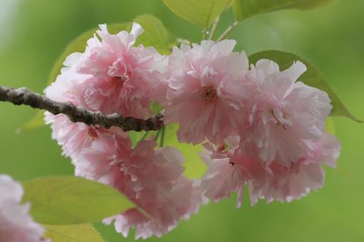 関山 関山 関山,桜,花の写真素材