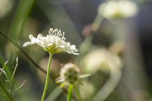 セファラリア・ギガンティア⑵の写真