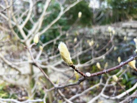 コブシの蕾 コブシ,蕾,アップの写真素材