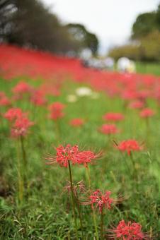 曼珠沙華祭りの写真