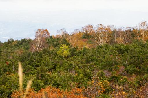 蔵王の紅葉(33) 蔵王,紅葉,黄葉の写真素材