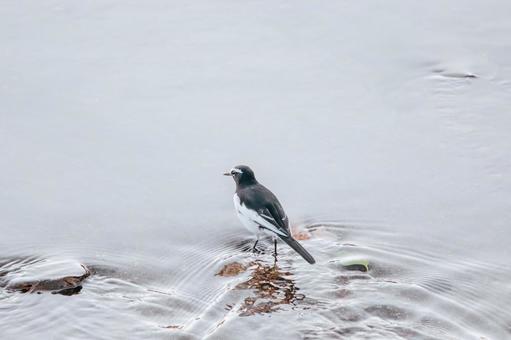 あそこに餌がある セグロセキレイ,野鳥,小鳥の写真素材