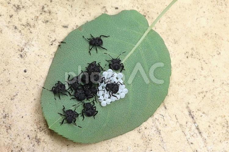 卵からかえったカメムシの幼虫 カメムシ,幼虫,卵の写真素材