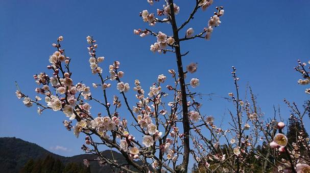 薄紅色の梅の花 薄紅色の梅の花 梅,花,薄紅の写真素材