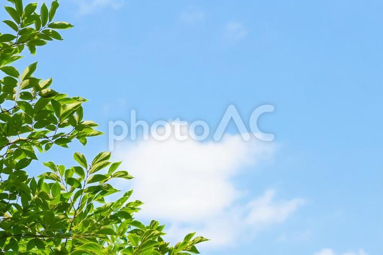 新緑の木漏れ日と青空 青空,空,新緑の写真素材