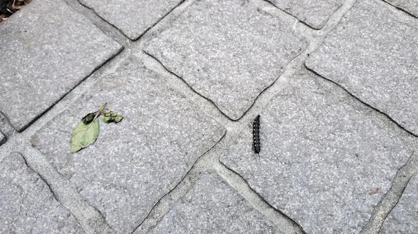 葉っぱを狙う虫 葉っぱを狙う虫の写真