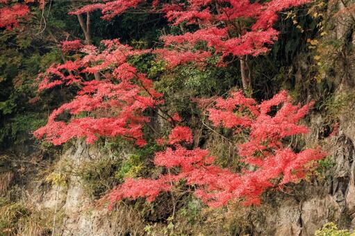 もみじロード もみじロード,紅葉,絶景の写真素材