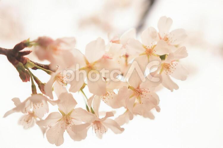 植物　花　桜 植物,花,桜の写真素材