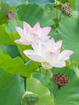 蓮(ハス) 蓮(ハス) 蓮,ハス,大輪の写真素材