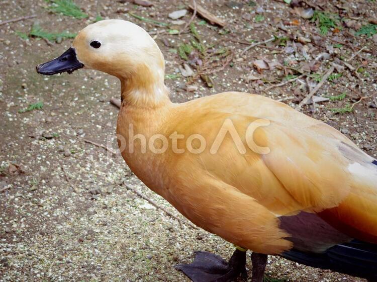 アカツクシガモ1（静岡県伊東市） アカツクシガモ,鴨,鳥の写真素材