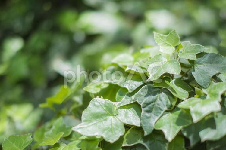 きれいなアイビー背景素材 アイビー,ヘデラ,植物の写真素材