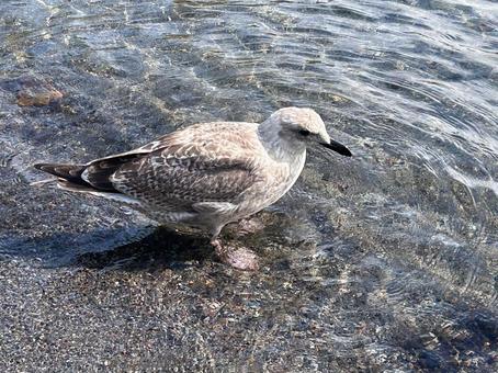 湖畔の鳥 湖畔の鳥 北海道,洞爺湖,中島の写真素材