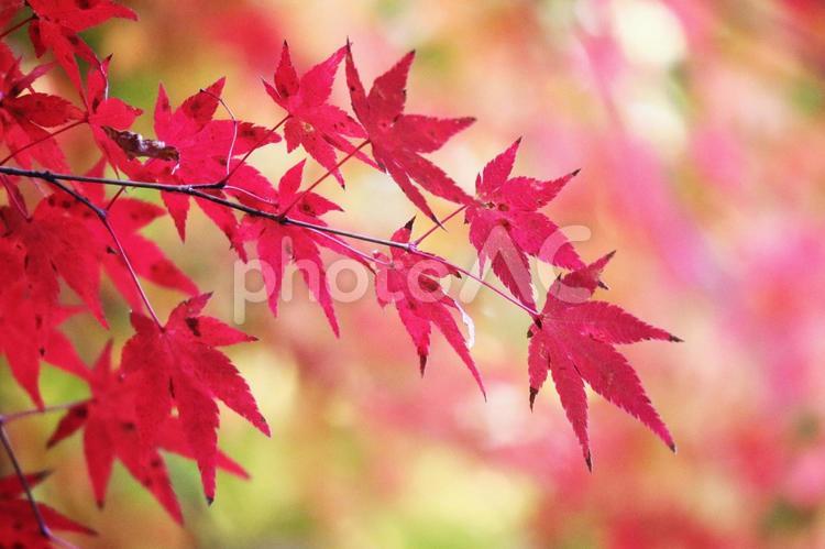 美しい秋の紅葉 紅葉,秋,もみじの写真素材