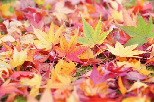 秋のイメージ 秋のイメージ 秋,紅葉,葉の写真素材