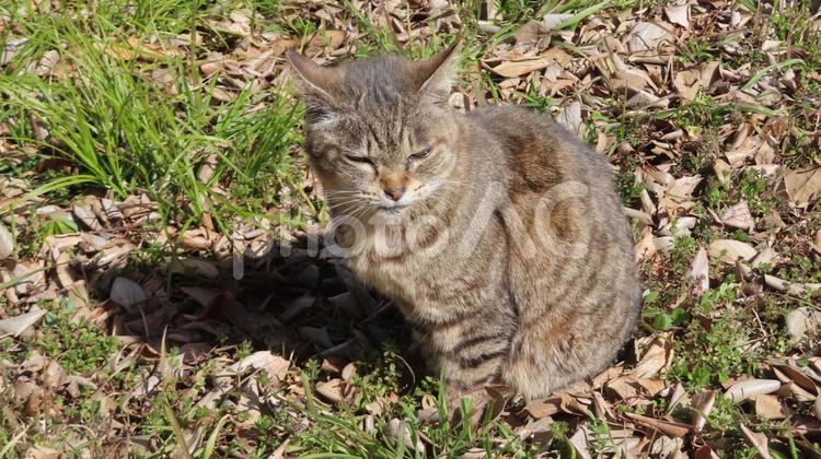 日向ぼっこが日課のモフモフで可愛い猫 猫,キジトラ,日向ぼっこの写真素材