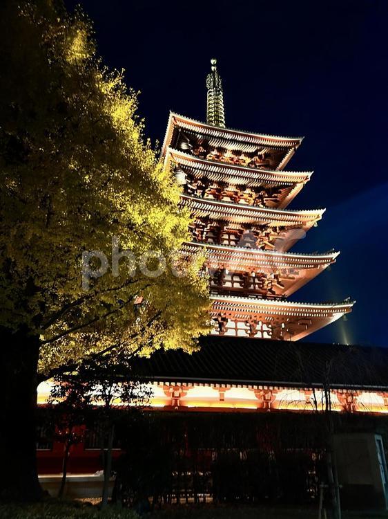 浅草寺・ライトアップされた五重塔 五重塔,浅草,浅草寺の写真素材