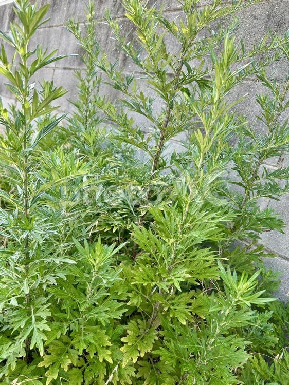 オウシュウヨモギ(雑草)の葉っぱ オウシュウヨモギ,雑草,マグワートの写真素材