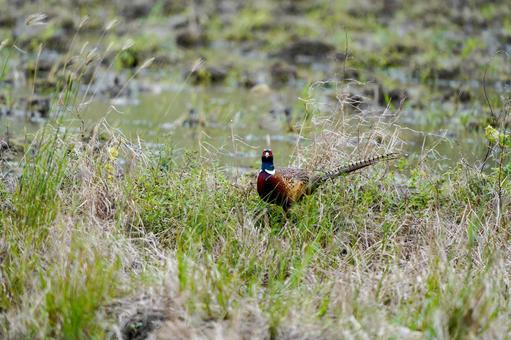 Korean Pheasant, JPG Korean Pheasant, JPG