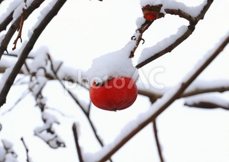 冬の柿の木1 柿,雪,冬イメージの写真素材