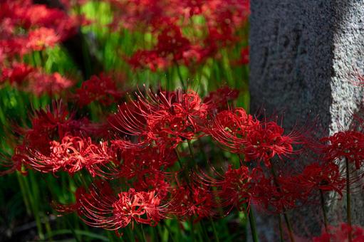 秋の風景 群生する彼岸花 秋の風景 群生する彼岸花の写真