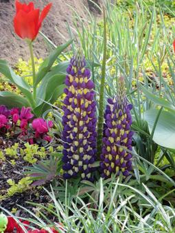 Red tulips and lupines, JPG Red tulips and lupines, JPG