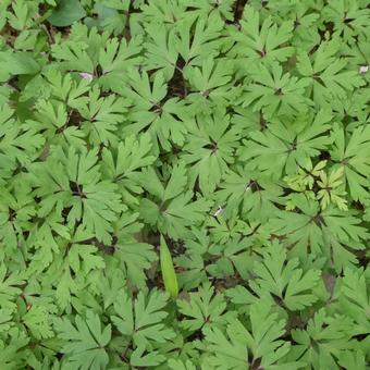 Fresh lily of the valley leaves, JPG