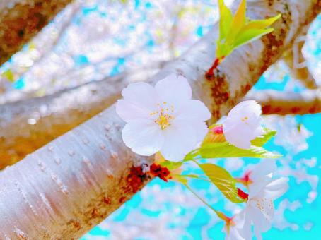 桜のアップ 桜のアップの写真