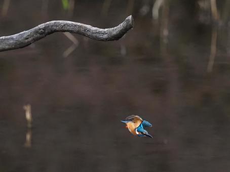 飛び出すカワセミ 飛び出すカワセミ カワセミ,川蝉,鳥の写真素材