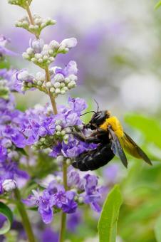 ニンジンボクとクマバチ⑶ ニンジンボクとクマバチ⑶ 花,蜂,セイヨウニンジンボクの写真素材