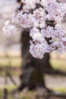 桜 桜の写真