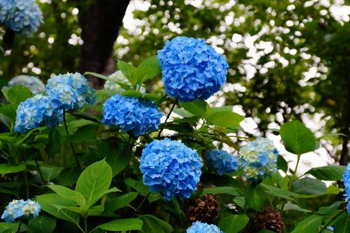 青いアジサイの花 青いアジサイの花の写真