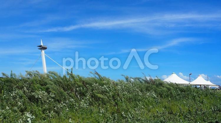 夏草と葛西渚橋・葛西臨海公園（東京都） 夏,葛西渚橋,夏草の写真素材