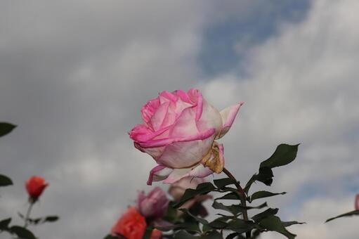 フランス生まれのピンクの薔薇、プリンセス・ドゥ・モナコ フランス生まれのピンクの薔薇、プリンセス・ドゥ・モナコの写真