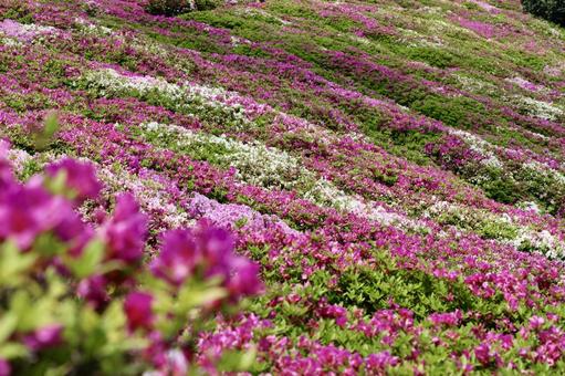 Photo, azalea, flower, flour, 