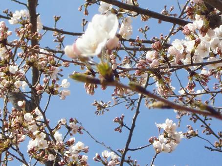 さくらのボケ背景-31 背景,ボケ,さくらの写真素材